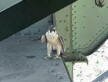 Peregrine Falcon on St. Johns Bridge.