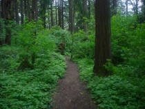 trees